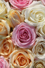 Soft colored rose arrangement
