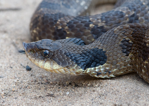 Eastern Hognose Snake