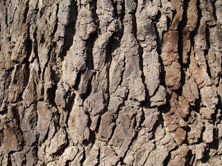 close up of hornbeam tree bark