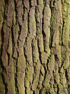 close up of elm tree bark