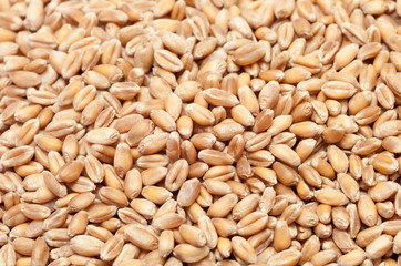 wheat grain