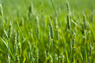 Fototapeta na wymiar Green barley