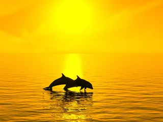  Twee dolfijnen drijvend in de oceaan bij zonsondergang. © valentinT