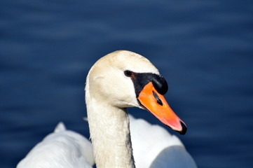 Obraz premium Schwan