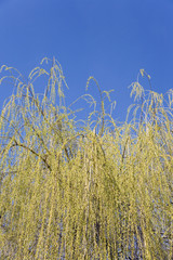 mountain willow