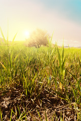Sunrise and olive tree