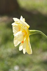 fleurs de printemps (tulipes)