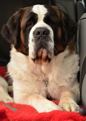 Saint Bernard