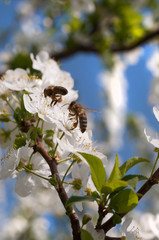 Bee on a spring blossom