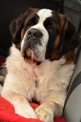 Saint Bernard