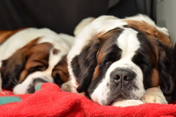 Saint Bernard