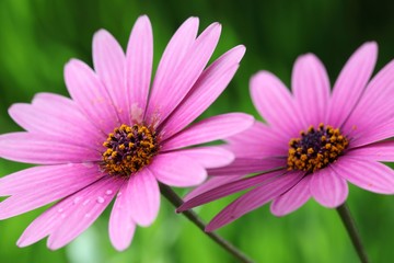 Obraz premium purple daisies