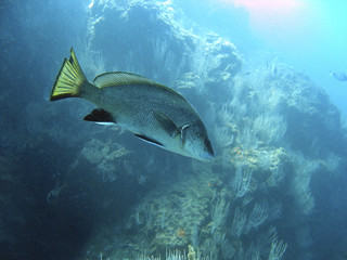 Underwater a brown meagre fish, Sciaena umbra, Cote Vermeille, Mediterranean sea, France