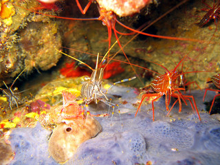 Brown shrimp and Monaco shrimp on sea sponge, Mediterranean sea, France