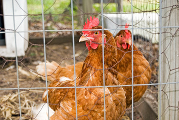 Chicken Pen