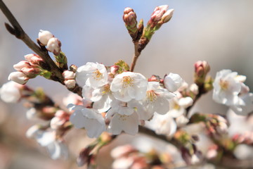 桜