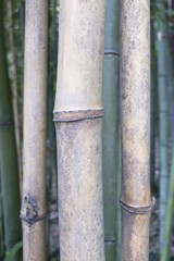 Bamboo forest