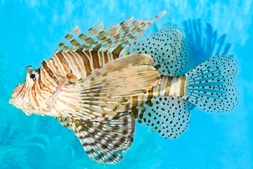 Lionfish