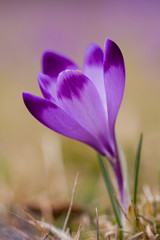 krokus, wiosenne zdjęcie, szafran na łące, wiosenny kwiat szafranu