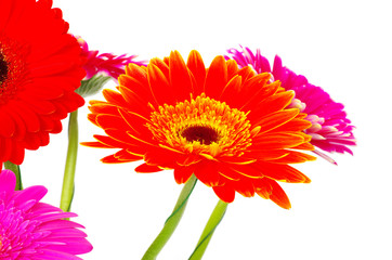 colorful gerberas