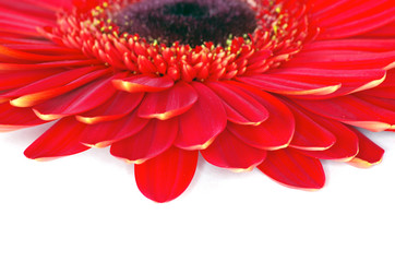 red gerbera