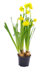 Fototapeta premium narcissus