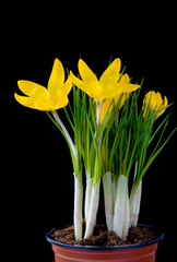 Yellow crocus in flowerpot