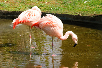 Flamingos
