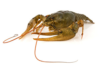 big alive crayfish on a white background