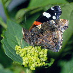 Admiral_114247
