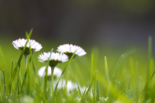 Spring garden soft focus background