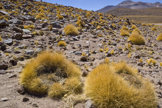 Pajonal en el altiplano andino, Chile