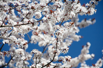 spring tree blossoms and clear blue sky