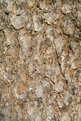 Bark of pine 3