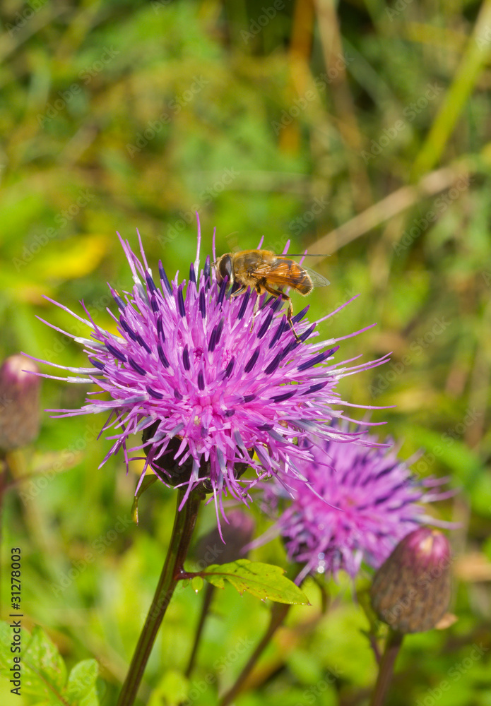 Poster Fly on flower 23