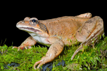 Frog on moss 3