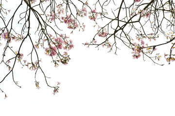 Branch of tropical pink flower isolated on white background