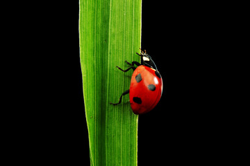 ladybug isolated on black