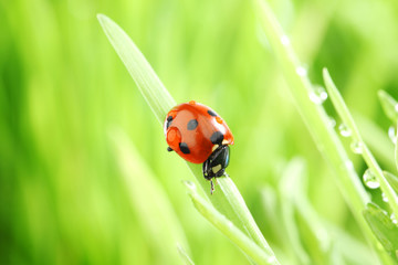 ladybug on grass