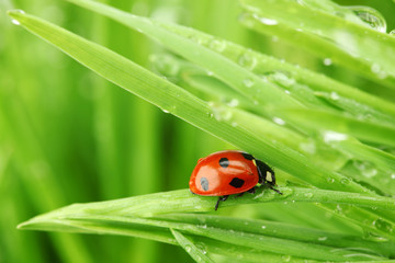 ladybug on grass