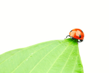 ladybug on leaf