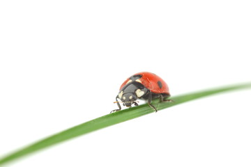 ladybug on grass