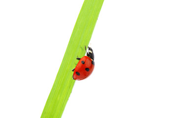 ladybug on grass