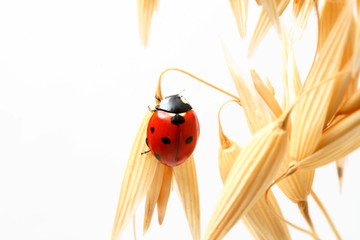 ladybug on wheat