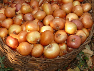 Onions in a wicker basket on the earth