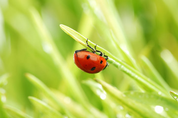 Fototapeta na wymiar ladybug on grass