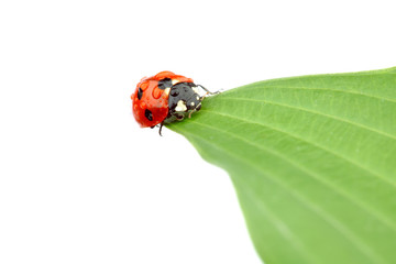 ladybug on leaf