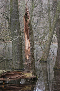 Teiche bilder Bläddra bland 2,012 stockfoton, vektorer och videor