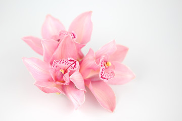 Obraz na płótnie Canvas orchid isolated
