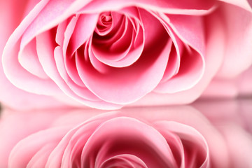 pink rose